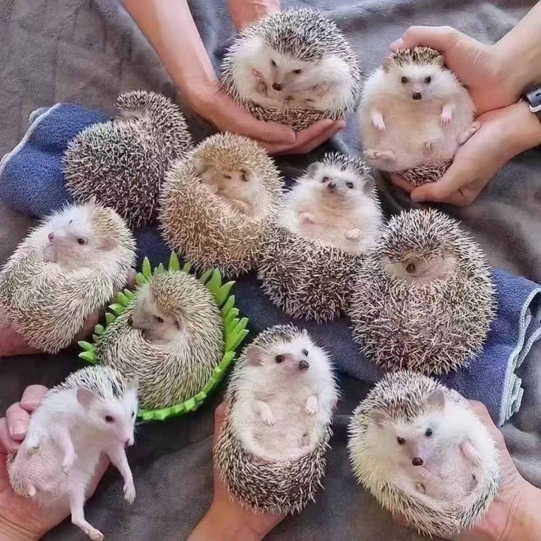 非迷小刺猬